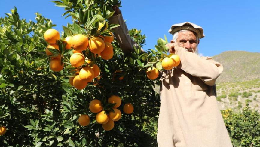 آشنایی با خواص شگفت‌انگیز مالته